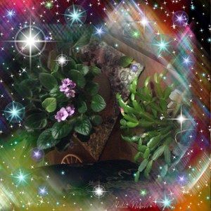 Meet your Posher, Dixie